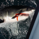 Illustration for article titled First Great White Shark Caught With Fishing Gear Tear